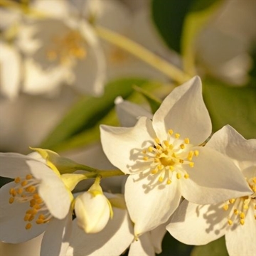 Eucalan - Jasmin - 500ml 