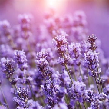Eucalan - Lavender - 500ml 